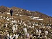 01 Crocus ai Piani dell'Avaro